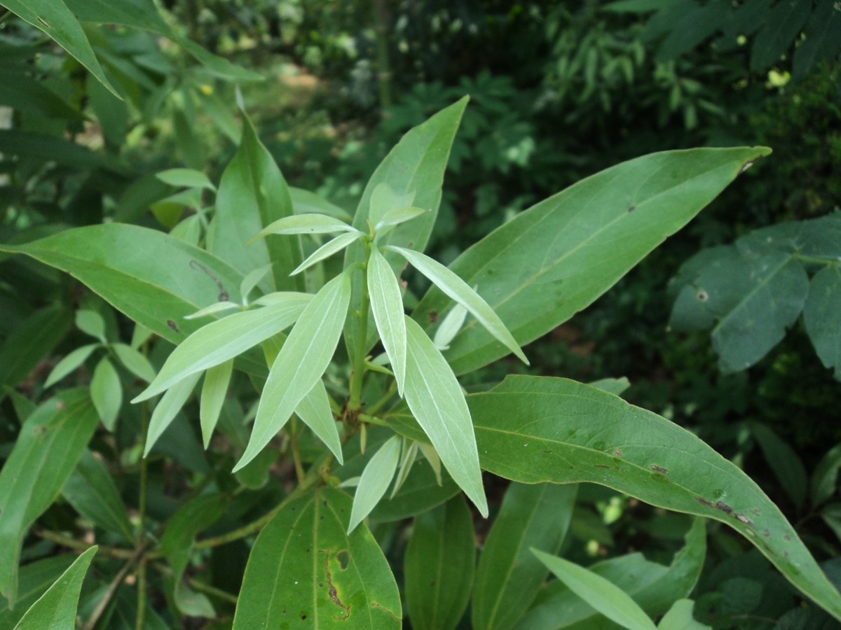 Neolitsea cassia (L.) Kosterm.